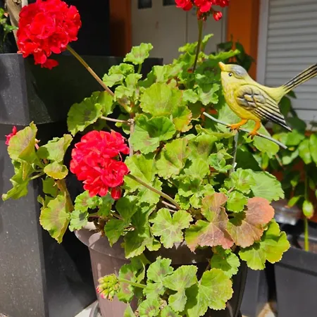 Apartment Mexicana Blue