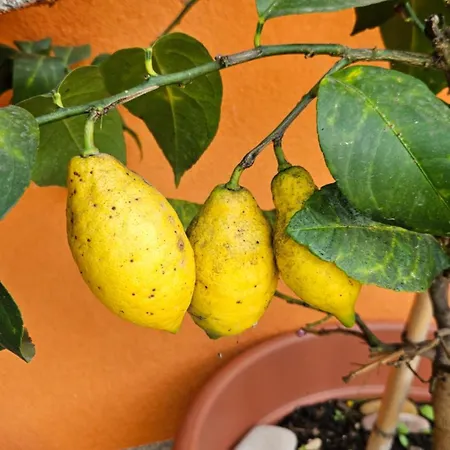 Apartmán Mexicana Blue *