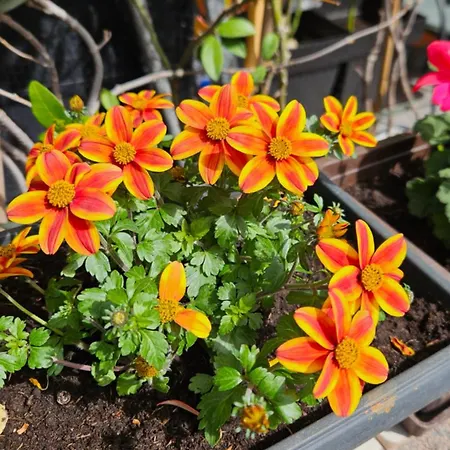 Mexicana Blue * Zadar