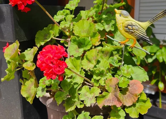 Lägenhet Mexicana Blue