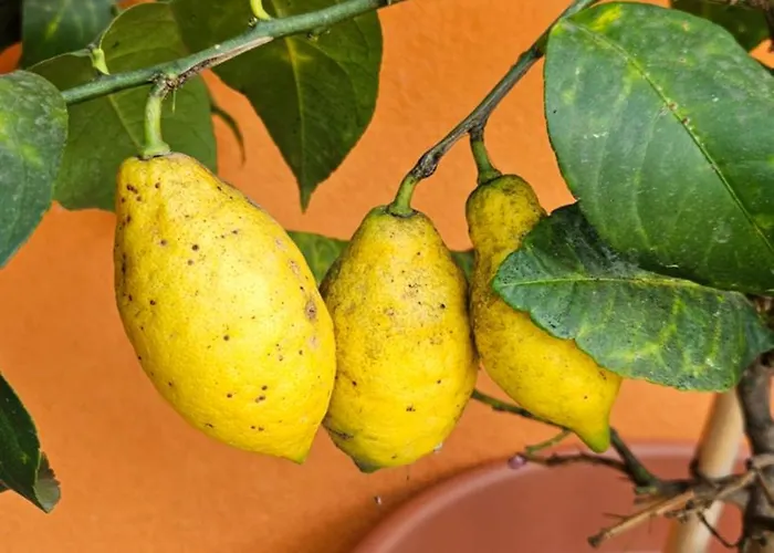 דירה Mexicana Blue *