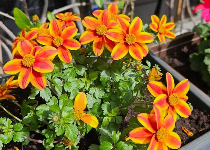 Mexicana Blue * Zadar